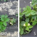 HUMAC® Agro 25 kg - HUMAC.sk