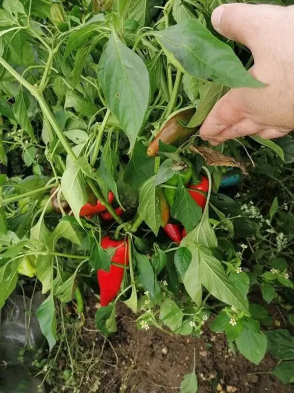 HUMAC® Agro 25 kg - HUMAC.sk