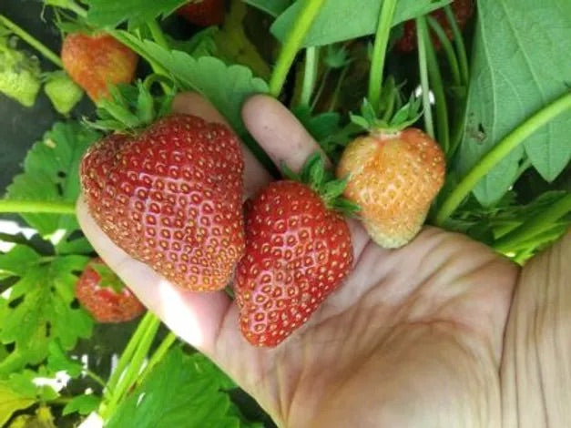 HUMAC® Agro